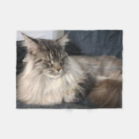 Chat de ragondin du Maine