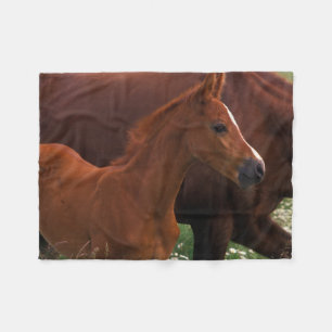 Couverture Polaire Cheval Arabe près de Mère