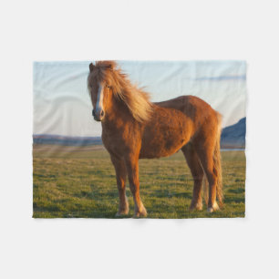 Couverture Polaire Cheval islandais au soleil couchant