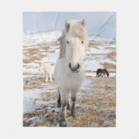 Cheval islandais blanc, Islande