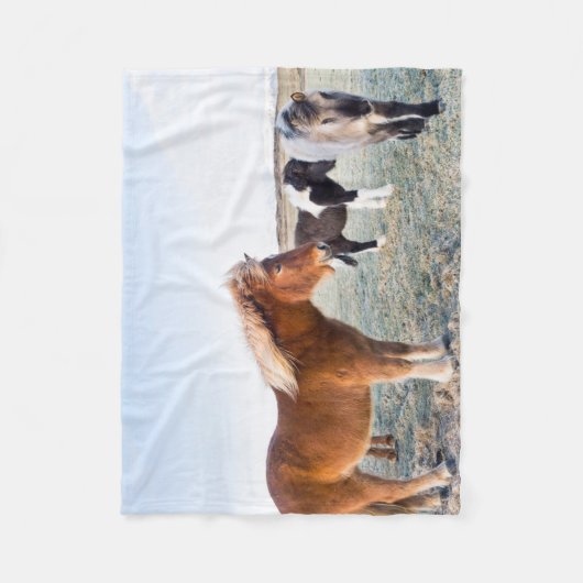Couverture Polaire Cheval islandais en hiver en Islande (Devant)