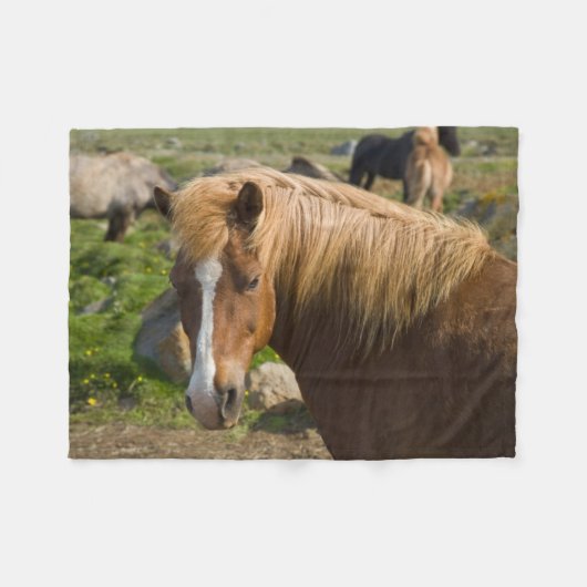 Couverture Polaire Chevaux islandais dans le nord-est de l'Islande (Devant (Horizontal))