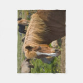 Couverture Polaire Chevaux islandais dans le nord-est de l'Islande (Devant)