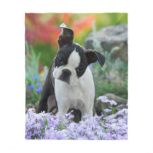 Chien de Boston