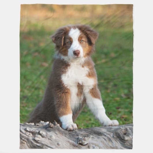 Couverture Polaire Chiot australien mignon de berger, confortable (Devant)