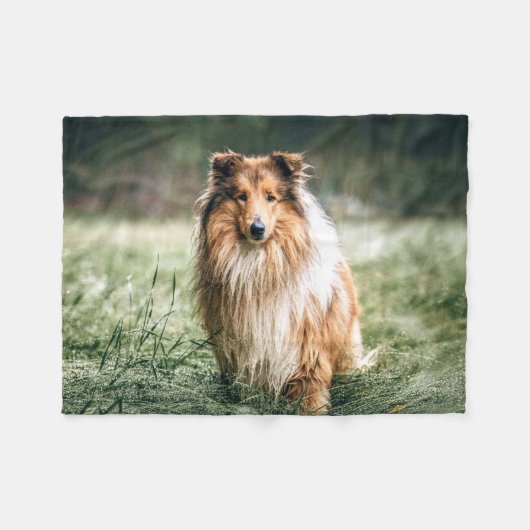 Couverture Polaire Collie dans le Rough Grassland (Devant (Horizontal))