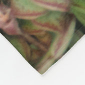 Couverture Polaire Crassula perforata (Coin)