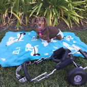 Couverture Polaire Dachshund IVDD fauteuil roulant pour Wheelie Doxie