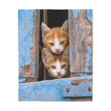 De mignons chatons bébé dans une vieille fenêtre b