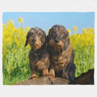 Deux mignons Chiens Dachshund Dackel Portrait Phot