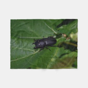 Couverture Polaire Dorcus parallelipipedus, le moindre dendroctone du