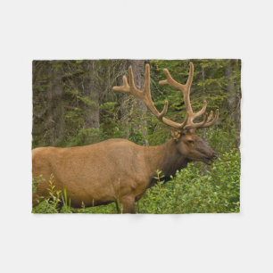 Couverture Polaire Élan mâle Parc national de Banff, Alberta, Canad