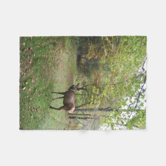 Couverture Polaire Elk femelle dans le champ d'automne (Devant (Horizontal))