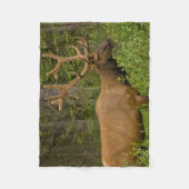 Couverture Polaire Elk mâle | Parc national Banff, Alberta, Canada (Devant)