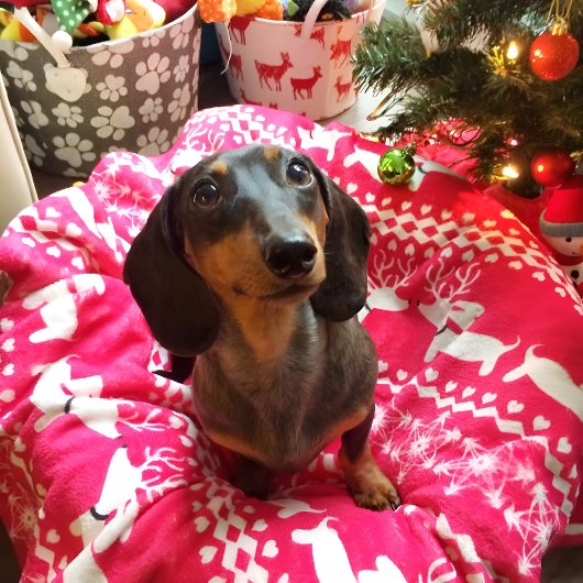 Couverture Polaire Foire de Noël de Dachshund Isle Blanket Chiens Wie