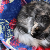 Couverture Polaire French