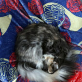 Couverture Polaire French