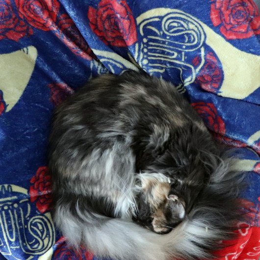 Couverture Polaire French