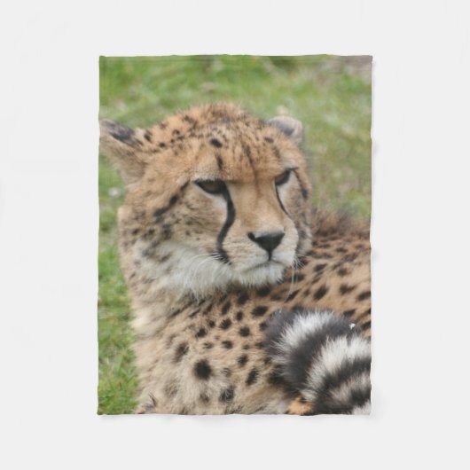 Couverture Polaire Guépard 1115 (Devant)