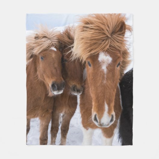Couverture Polaire Icelandic Horses nuzzle (Devant)