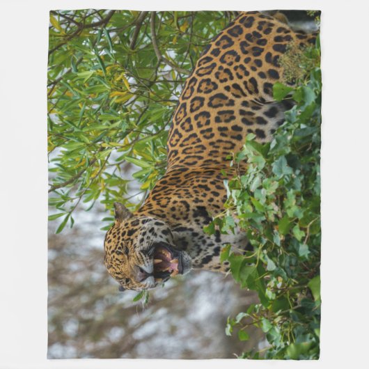 Couverture Polaire Jaguar Growl (Devant)