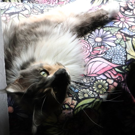 Couverture Polaire Jardin de fées Jardinage Jardins de fleurs Fées   