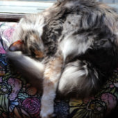 Couverture Polaire Jardin de fées Jardinage Jardins de fleurs Fées   