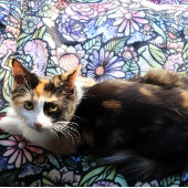 Couverture Polaire Jardin des fées