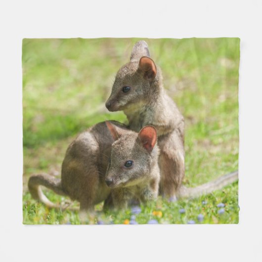Couverture Polaire Joey Wallabies sous le soleil (Devant (Horizontal))