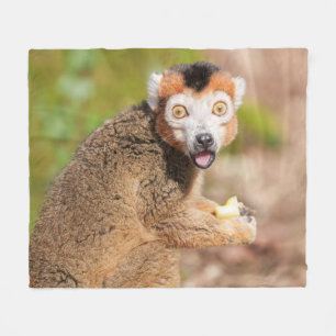 Couverture Polaire La surprise de Lemur couronné : une expression can