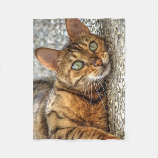 Couverture Polaire Lazy Bengal (Devant)