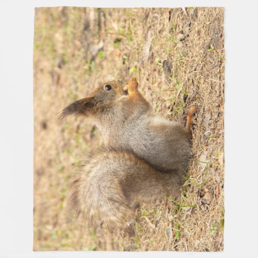 Couverture Polaire L'écureuil mignon mange une photo de noix (Devant)