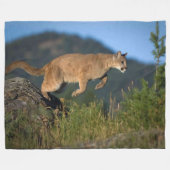 COUVERTURE POLAIRE LION DE MONTAGNE (Devant (Horizontal))
