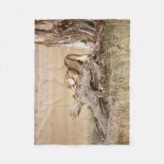 Couverture Polaire Lioness stretching (Devant)