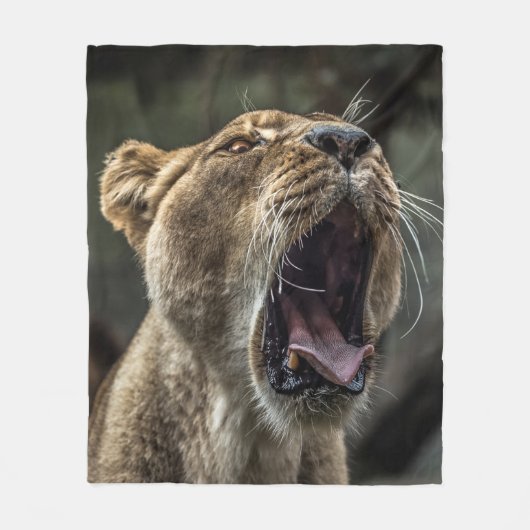 COUVERTURE POLAIRE LIONESS YAWNING (Devant)