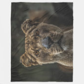 COUVERTURE POLAIRE LIONNEMENT (Devant)