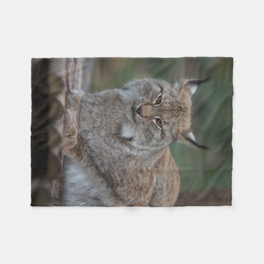 Couverture Polaire Lynx Vous Regarde (Devant (Horizontal))