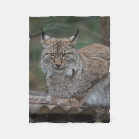 Couverture Polaire Lynx Vous Regarde (Devant)