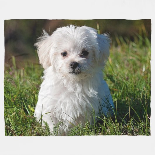 COUVERTURE POLAIRE MALTESE PUPPY (Devant (Horizontal))