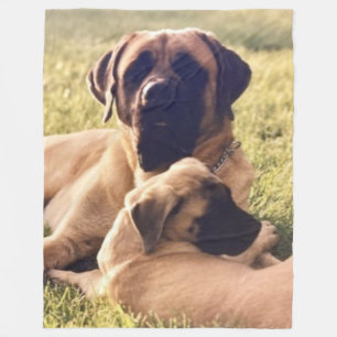 COUVERTURE POLAIRE MASTIFFS ANGLAIS