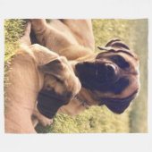 COUVERTURE POLAIRE MASTIFFS ANGLAIS (Devant (Horizontal))