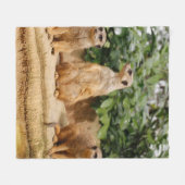 Couverture Polaire Meerkat 008 (Devant (Horizontal))