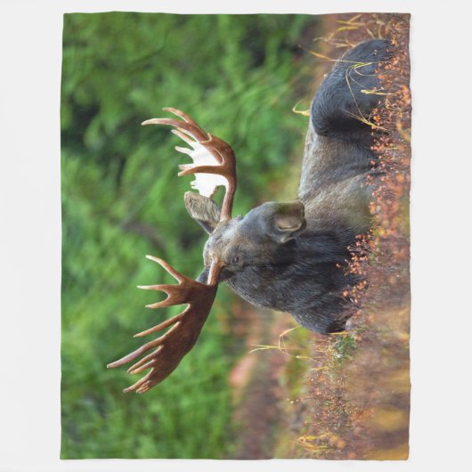 Couverture Polaire Oie (Devant)