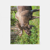 Couverture Polaire Oie | Péninsule de Kenai, Alaska (Devant)