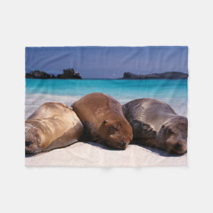 Couverture Polaire Otaries dormant sur la plage Equateur