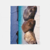 Couverture Polaire Otaries dormant sur la plage | Equateur (Devant)