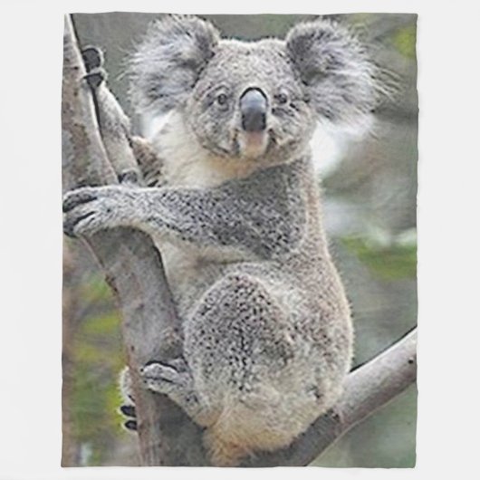 COUVERTURE POLAIRE OURS DE KOALA (Devant)