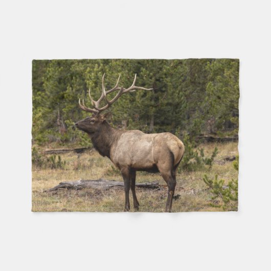 Couverture Polaire Parc national Bull Elk Yellowstone, Wyoming (Devant (Horizontal))