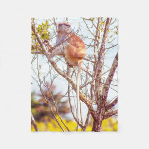 Couverture Polaire Patas est au sommet d'un arbre