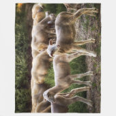 COUVERTURE POLAIRE PETITES LAMPES (Devant)